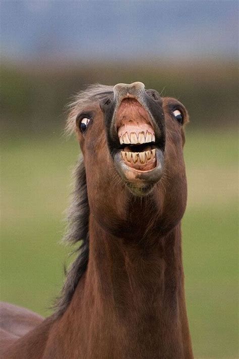 funny pics of horses|29,300+ Funny Horse Stock Photos,。